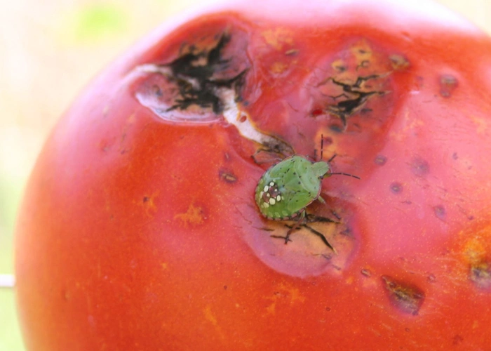 Moyens de prévention contre les punaises de jardin Moyens de prévention contre les punaises de jardin