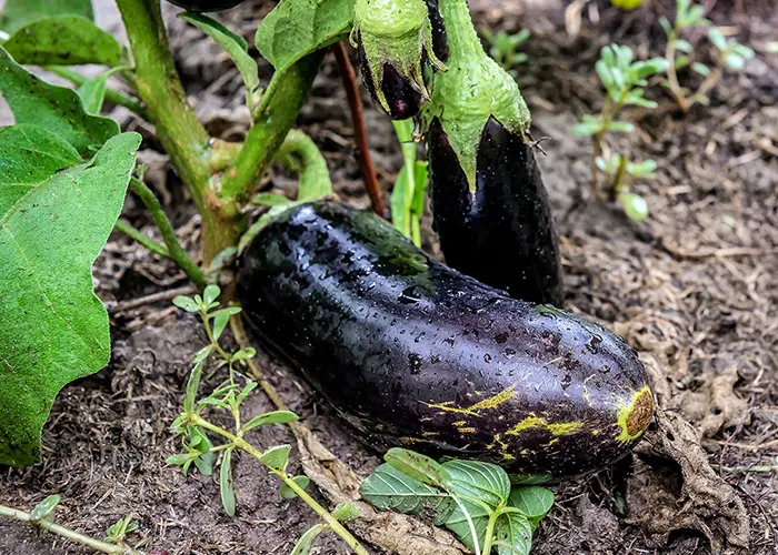 Le contact des fruits et légumes avec le sol contribuera à l'apparition du Botrytis