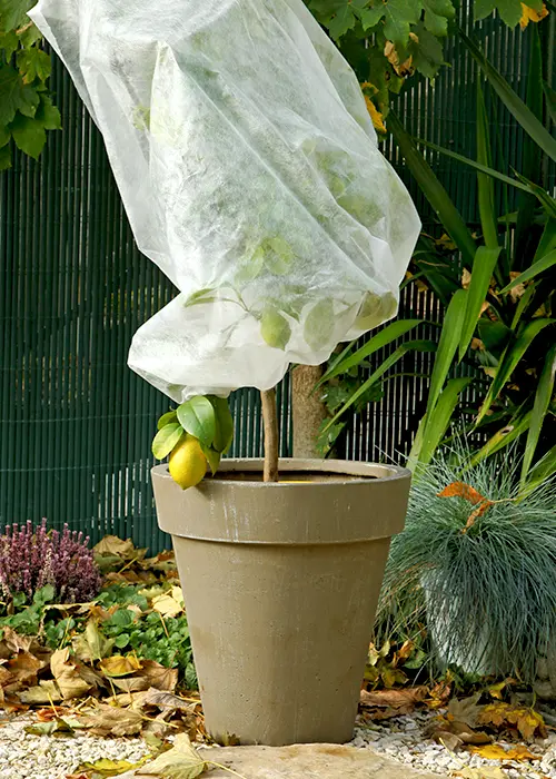 Voile de protection et d'hivernage pour plantes sensibles au froid