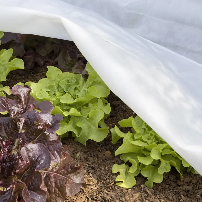 Plants de salade protégées par un voile d'hivernage en décembre Plants de salade protégées par un voile d'hivernage en décembre