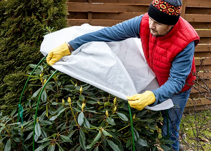 Bien hiverner les plantes face au gel et au froid