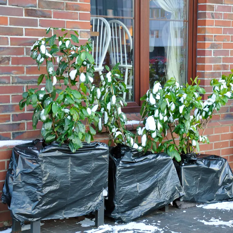 Plantes en pot protégées des intempéries de décembre Plantes en pot protégées des intempéries de décembre