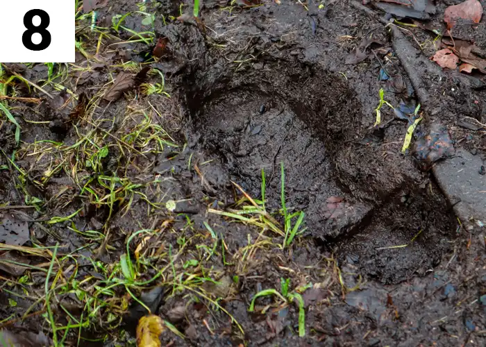 Tâche n°8 décembre au jardin : Protéger la pelouse du piétinement