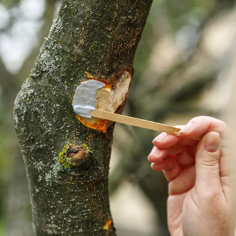 Protégez les plaies de taille des arbres Protégez les plaies de taille des arbres