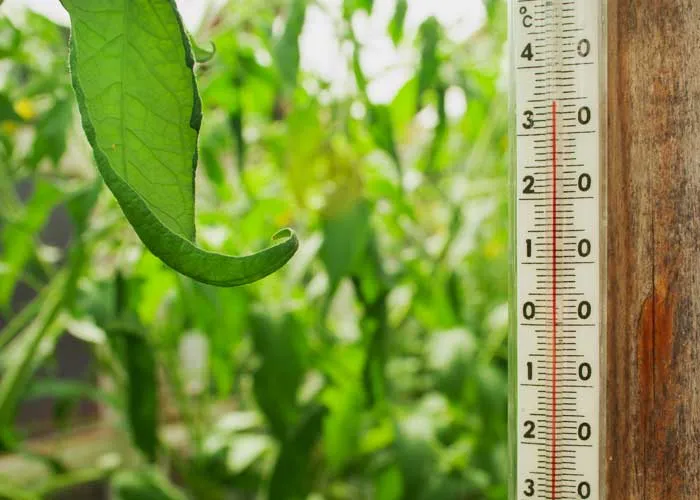 protection des plantes contre la chaleur