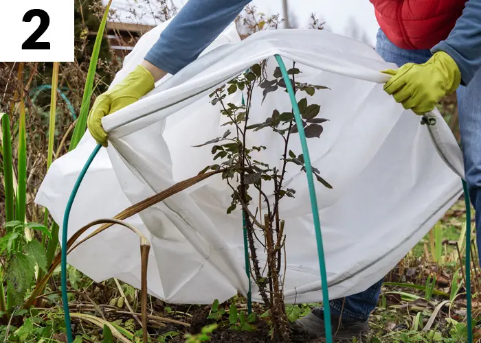 Tâche n°2 janvier au jardin : Protégez vos plantes sensibles