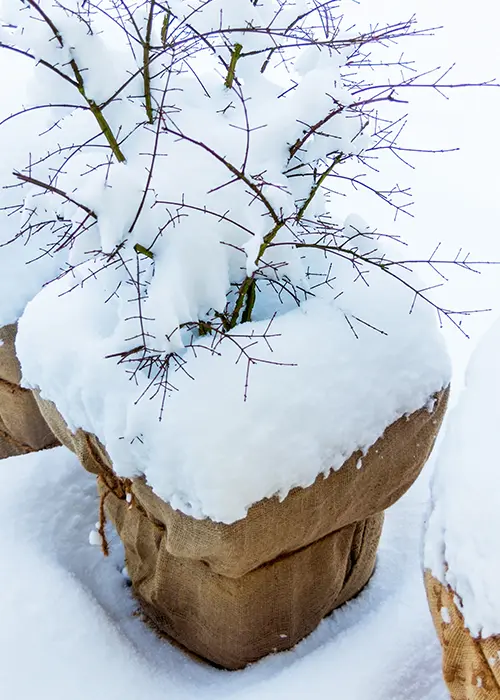 Voile d'hivernage et autres astuces pour protéger les plantes du