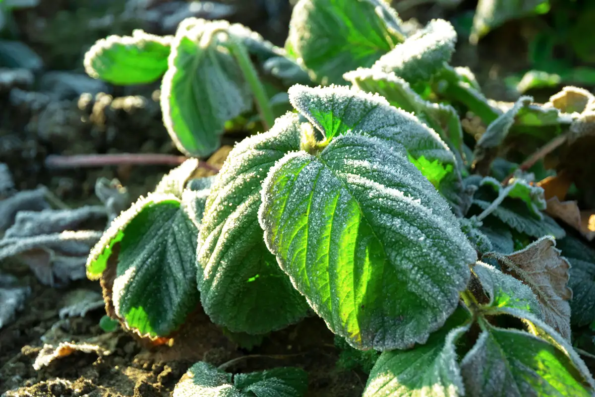 éviter le gel dans une serre de jardin