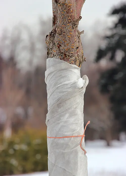 Protection d'un tronc d'arbre contre les gélivures