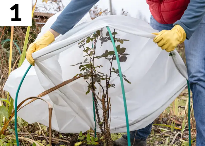 Tâche n°1 décembre au jardin : Protéger les plantes du froid à l'aide de voiles d'hivernage