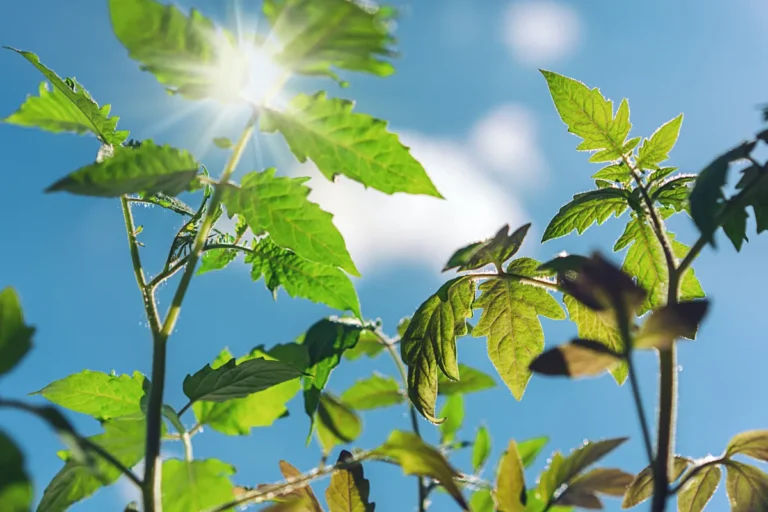 protéger le potager de la chaleur