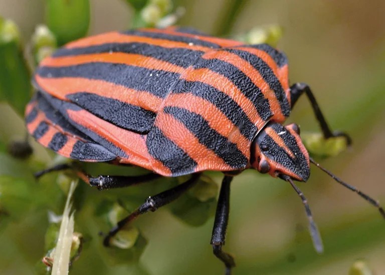 Punaise arlequin ou graphosome rayé (Graphosoma italicum) Punaise arlequin ou graphosome rayé (Graphosoma italicum)