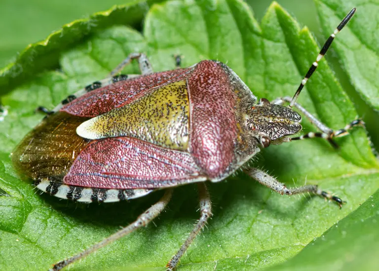 Punaise des baies (Dolycoris baccarum) Punaise des baies (Dolycoris baccarum)