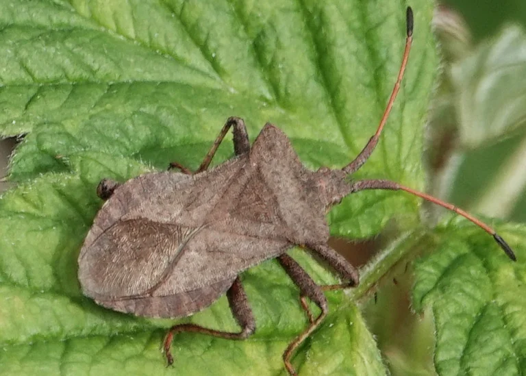 Punaise corée marginée (coreus marginatus) Punaise corée marginée (coreus marginatus)