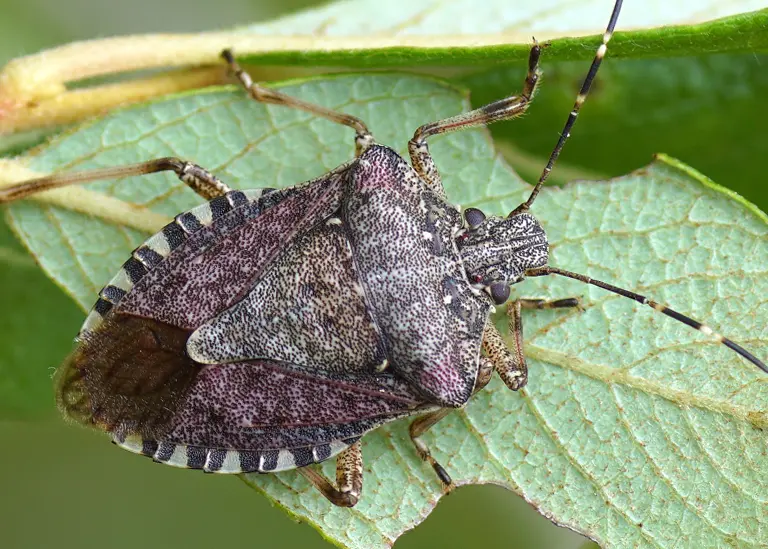 Punaise diabolique (Halyomorpha halys) Punaise diabolique (Halyomorpha halys)