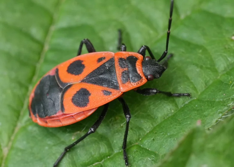 Punaise gendarme (Pyrrhocoris apterus) Punaise gendarme (Pyrrhocoris apterus)