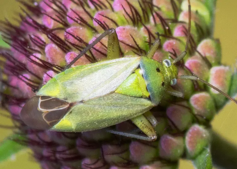 Punaise Nesidiocoris tenuis Punaise Nesidiocoris tenuis