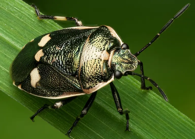 Punaise potagère (Eurydema oleracea) Punaise potagère (Eurydema oleracea)