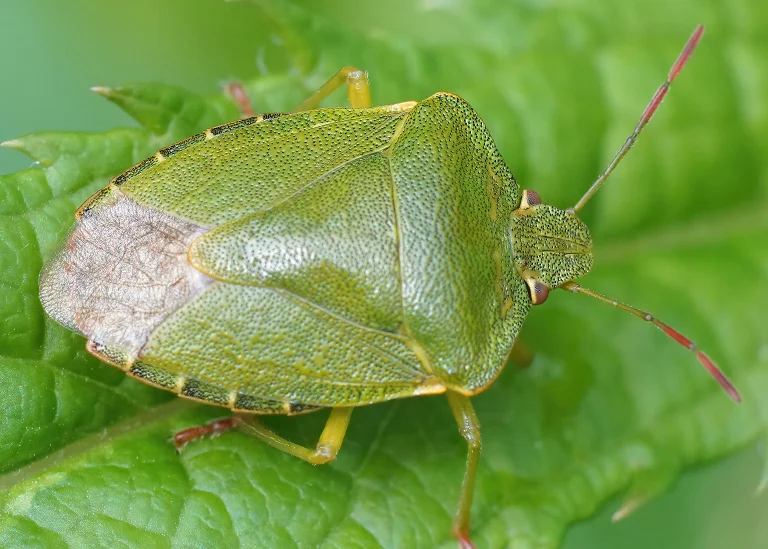 Punaise verte des bois (Palomena prasina) Punaise verte des bois (Palomena prasina)