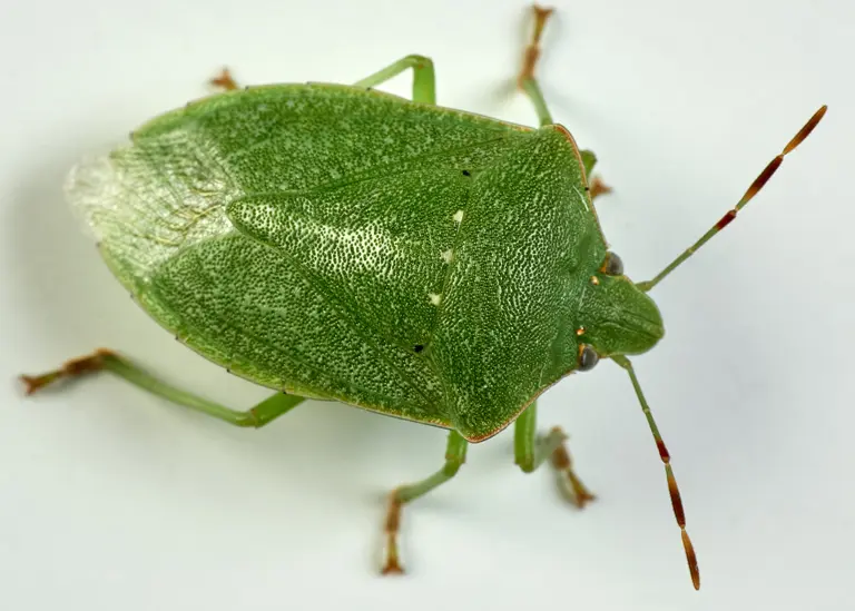Punaise verte ponctuée (Nezara viridula) Punaise verte ponctuée (Nezara viridula)