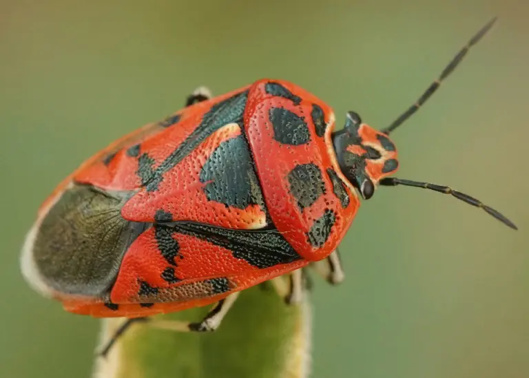 Punaise du chou (Eurydema sp.) Punaise du chou (Eurydema sp.)