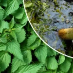 Purin d&rsquo;ortie&nbsp;: bienfaits, recette maison et dosage
