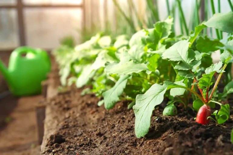 que faire sous serre de jardin en août