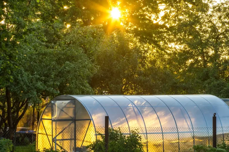 que faire sous serre de jardin en juillet