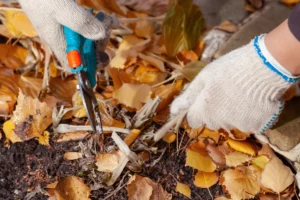 Que faire dans la serre en Novembre ?