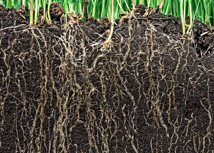 les plantes à racines profondes supporteront mieux le manque d'eau