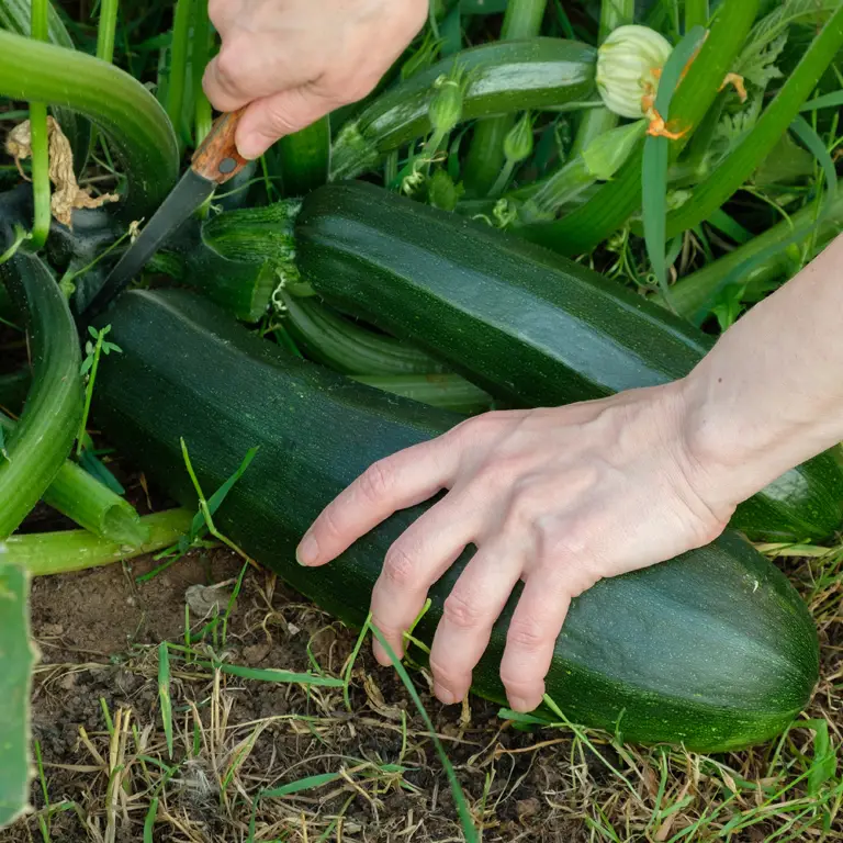 Grosse courgette laissée trop longtemps sur le plant, illustrant une récolte tardive en août