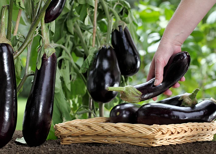 récolte d'aubergines