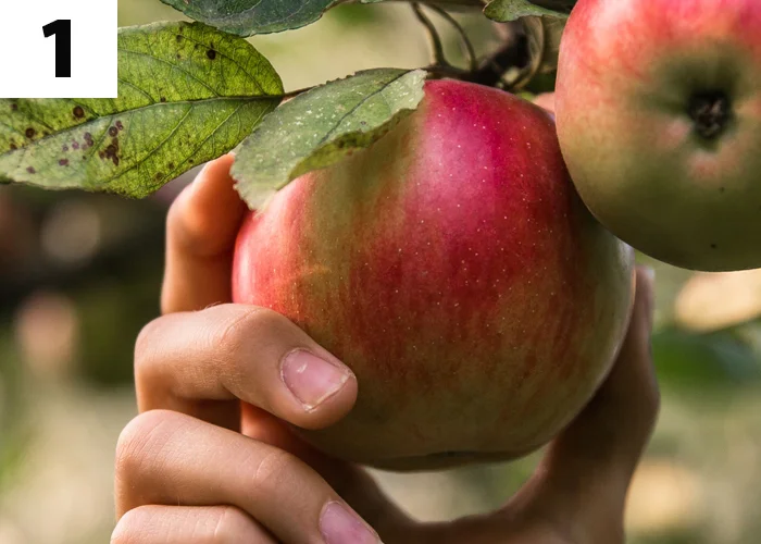 Tache n°1 : En octobre récoltez les derniers fruits