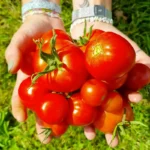 récolter ses graines de tomate