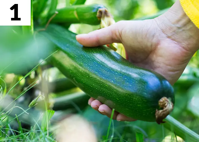Tâche n°1 en août au jardin : Cueillir les légumes frais chaque jour