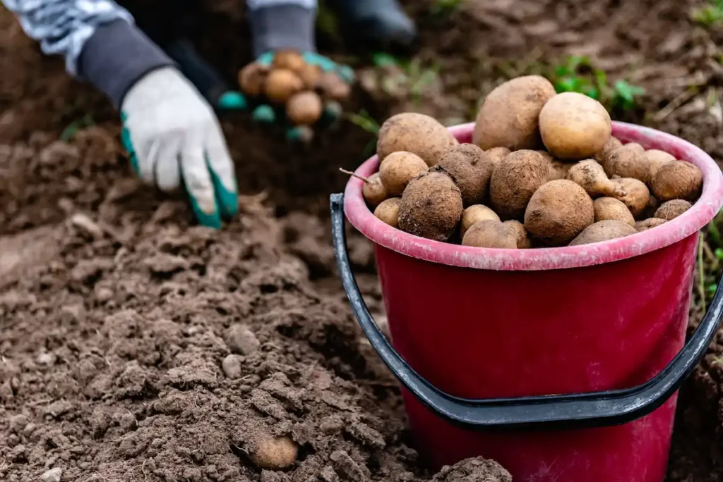 récolte de pommes de terre
