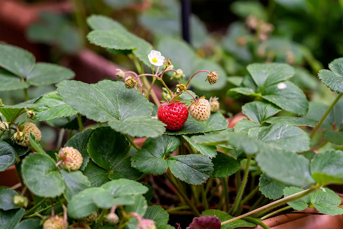 Fraise 'Reine des Vallées'