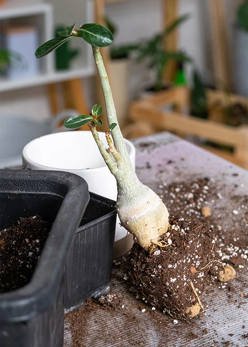 rempotage d'une plante tropicale