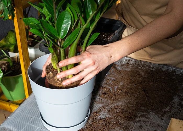 changement de pot d'une plante tropicale