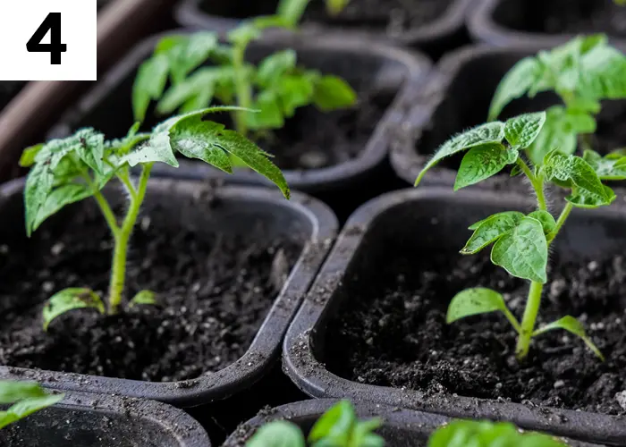 Tâche n°4 en mai au jardin : repiquer les légumes
