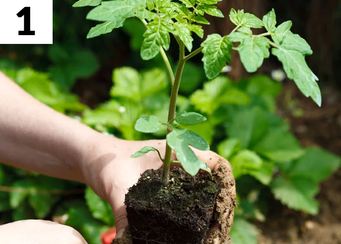Tâche n°1 en juin au jardin : Repiquer à l'extérieur les tomates et autres légumes-fruits