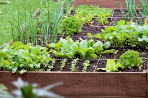 Que faire dans un carré potager ?