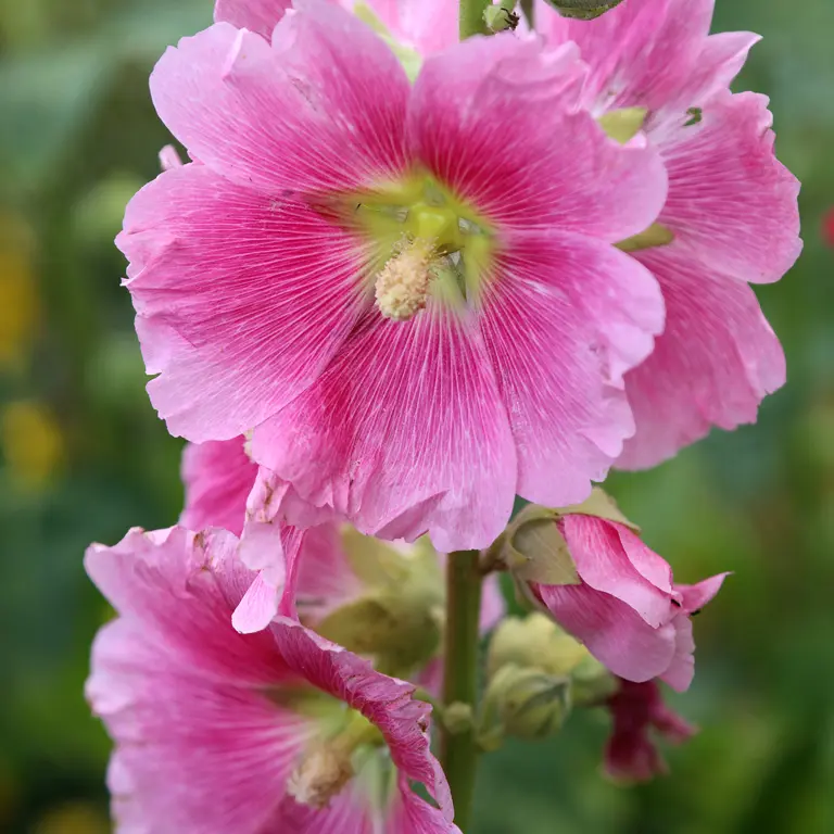 Rose trémière au mois de juillet