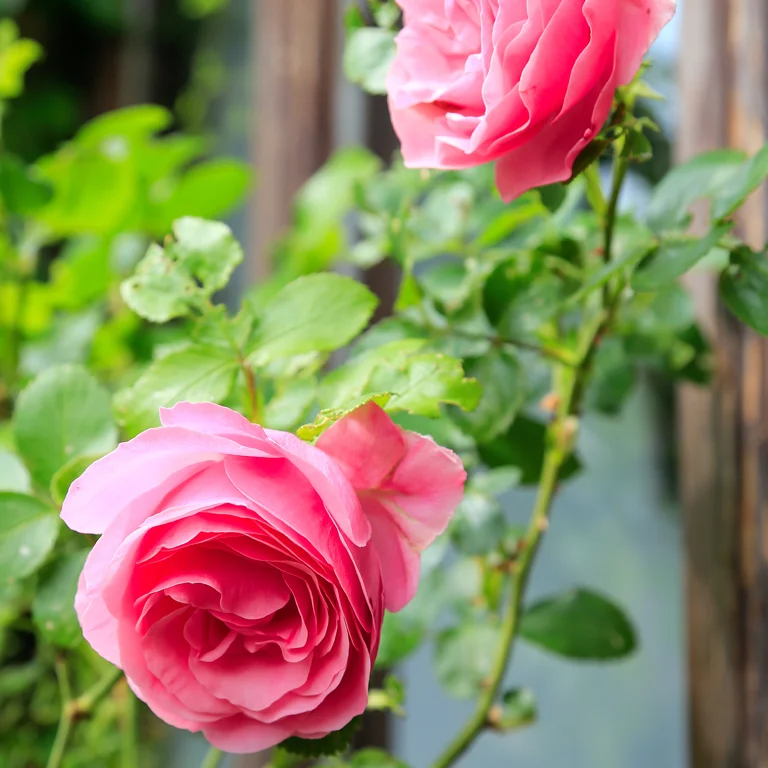 Belles roses ouvertes en juin dans un jardin