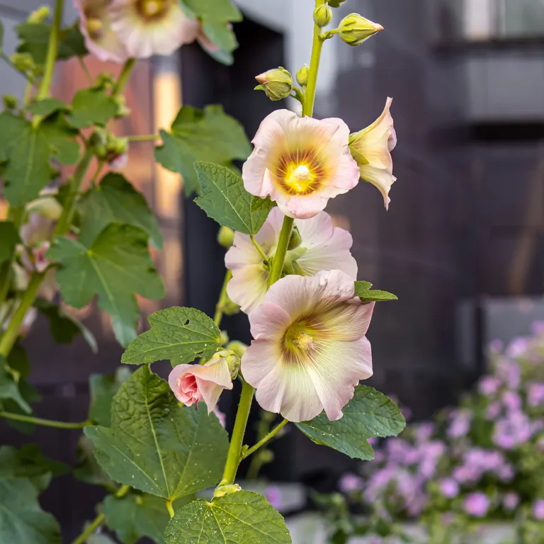 Roses trémières en août