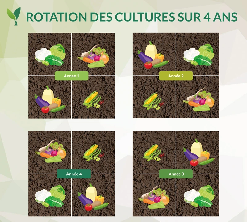 rotation des cultures sur 4 ans