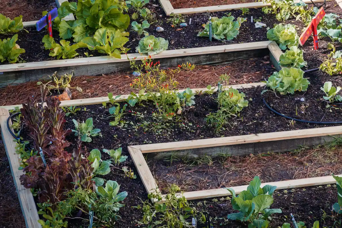 rotation des cultures au potager