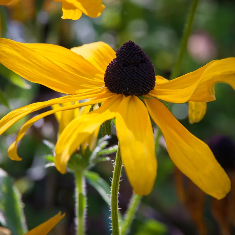 Fleur de rudbeckia en septembre