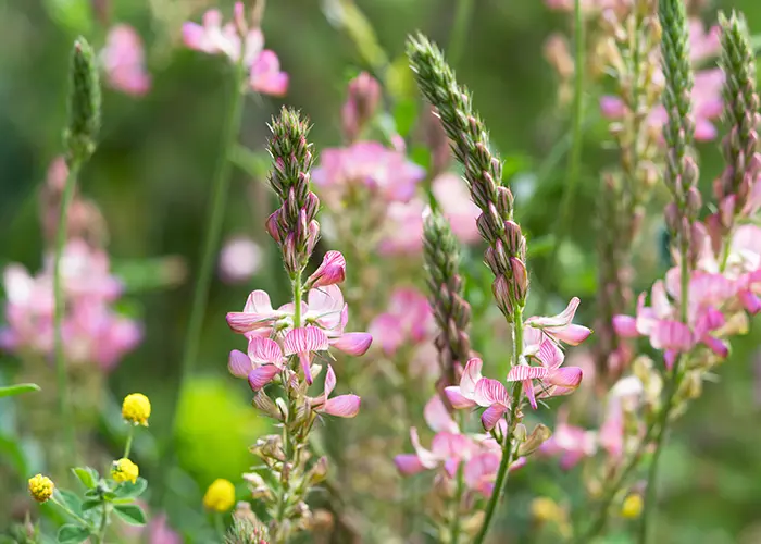 Sainfoin (engrais vert)