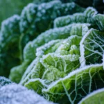 Saints de glace – Comment protéger ses cultures des gelées tardives ?